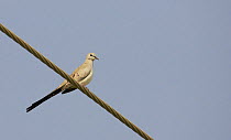 Female Namaqua dove (Oena capensis) perched on wire, Sultanate of Oman, March