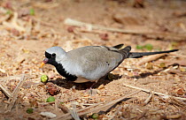 Male Namaqua dove (Oena capensis) on ground, Israel, May
