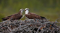 Osprey (Pandion haliaetus) pair on nest, Vaala, Finland, June