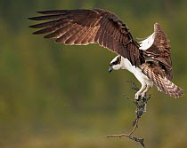 Osprey (Pandion haliaetus) in flight carrying twig for nest, Vaala, Finland, June