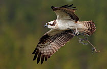 Osprey (Pandion haliaetus) in flight carrying twig for  nest, Vaala, Finland, June