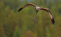 Osprey (Pandion haliaetus) in flight carrying twig for nest, Vaala, Finland, June