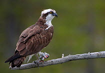 Osprey (Pandion haliaetus) perched on branch with fish in claw, Vaala, Finland, June