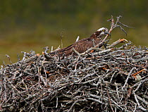 Osprey (Pandion haliaetus) arranging twigs on nest, Vaala, Finland, June