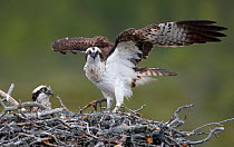 Osprey (Pandion haliaetus) pair on nest, one stretching wings, Vaala, Finland, June
