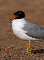 Pallas's / Great black headed gull (Ichthyaetus ichthyaetus) calling, Sultanate of Oman, March