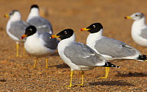 Pallas's / Great black headed gulls (Ichthyaetus ichthyaetus) Sultanate of Oman, March