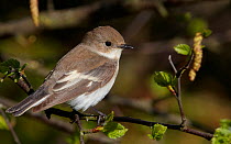 Pied flycatcher (Ficedula hypoleucos) perched, Uto, Finland, May