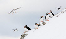 Puffin (Fratercula arctica) colony in snow, Norway, March