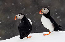 Two Puffins (Fratercula arctica) in snow, Norway, March