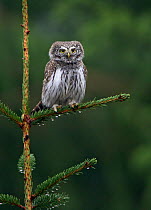 Eurasian pygmy owl (glaucidium passerinum) perched on branch, Hyvinkaa, Finland, January