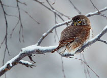 Eurasian pygmy owl (glaucidium passerinum) on snow covered branch, Kuusamo, Finland, January