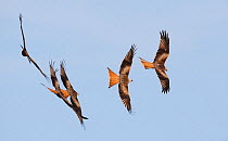 Five Red kites (Milvus milvus) in flight, Spain, December