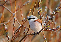 Male Red-backed shrike (Lanius collurio) perched amongst pussy willows, Uto, Finland, May