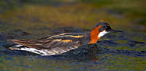 Red-necked phalarope (Phalaropus lobatus) female on water, Iceland, June