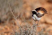 Red-rumped wheatear (Oenanthe moesta) male displaying with tail spread, Morocco, February