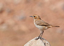 Red-rumped wheatear (Oenanthe moesta) female perched on rock, Morocco, February