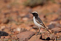 Red-rumped wheatear (Oenanthe moesta) male on ground, Morocco, February
