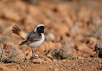 Red-rumped wheatear (Oenanthe moesta) male displaying with tail in air, Morocco, February