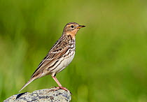 Red-throated pipit (Anthus cervinus) perched on rock, Norway, July