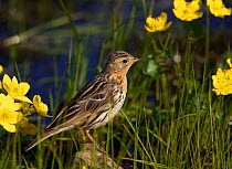 Red-throated pipit (Anthus cervinus) amongst flowers, Norway, July