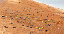 Sand martins (Riparia riparia), Barn swallows (Hirundo rustica) and Yellow wagtails (Motacilla flava) collecting mud for nests on ground, Israel, May