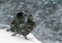 Two Shags (Phalacrocorax aristotelis) in snow, Norway, March