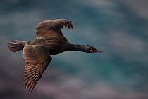 Shag (Phalacrocorax aristotelis) in flight, Norway, March