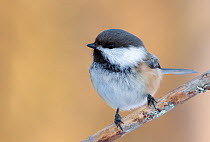 Siberian tit (Poecile cinctus) perched on branch, Kaamanen, Finland, March