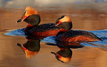 Two Slavonian / Horned grebes (Podiceps auritius) on water, Uto, Finland, May
