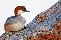 Smew (Mergus albellus) female sitting on rock, Kuusamo, Finland, May