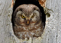 Tengmalm's / Boreal owl (Aegolius funereus) looking out of hole in tree, Kuusamo, Finland, June