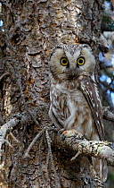 Tengmalm's / Boreal owl (Aegolius funereus) perched on branch, Kuusamo, Finland, May