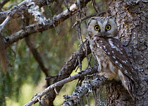 Tengmalm's / Boreal owl (Aegolius funereus) perched on branch, Kuusamo, Finland, May