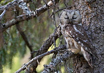 Tengmalm's / Boreal owl (Aegolius funereus) perched with eyes shut, Kuusamo, Finland, May