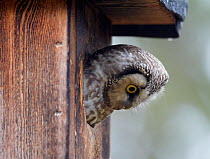 Tengmalm's / Boreal owl (Aegolius funereus) looking out of nest box, Kuusamo, Finland, May