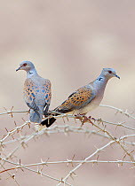 Two Turtle doves (Streptopelia turtur) on barbed wire fence, Israel, May