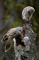 Ural owl (Strix uralensis) feeding frog prey to one while another watches, Kuusamo, Finland, May