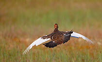 Rear view of male Willow grouse (Lagopus lagopus) in flight, low over ground, Vaala, Finland, June