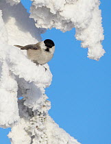 Willow tit (Poecile montanus) on snow covered conifer branch, Kuusamo, Finland, February