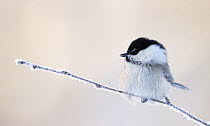 Willow tit (Poecile montanus) perched on frost covered twig, Kuusamo, Finland, February