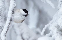 Willow tit (Poecile montanus) on snow covered branch, Kuusamo, Finland, January