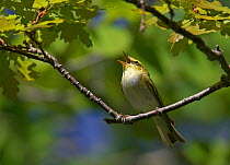 Wood warbler (Phylloscopus sibilatrix) on branch singing, Estonia, May
