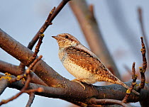 European wryneck (Jynx torquilla) perched on branch, Uto, Finland, May