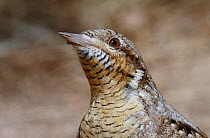 European wryneck (Jynx torquilla) with an ant on its beak, Israel, March