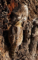 European wryneck (Jynx torquilla) on tree trunk, Israel, March