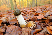 Common Stinkhorn (Phallus impudicus) fruiting 'egg' about to emerge in woodland with foul smelling liquid coat on cap, which attracts flies that disperse the spores, Autumn, England, October.