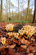 Woodland / Sulphur tuft fungi (Hypholoma fasciculare) growing on rotting tree stump, Norfolk, UK, October.