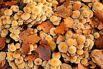 Sulphur tuft fungi (Hypholoma fasciculare) amongst fallen beech leaves Norfolk, UK, October.