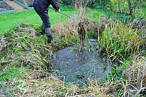 Man clearing overgrown vegetation from small wildlife garden pond to encourage newts and toads, Norfolk, England, December 2011.